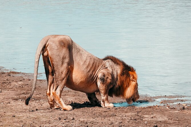 1-Day Selous (Nyerere National Park) Fly-In Safari from Zanzibar - The full game drive: how the sightings feel and why your guide matters