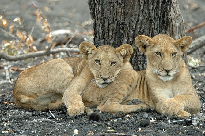 1-Day Selous (Nyerere National Park) Fly-In Safari from Zanzibar - The bush picnic: a real break, not just a lunch stop