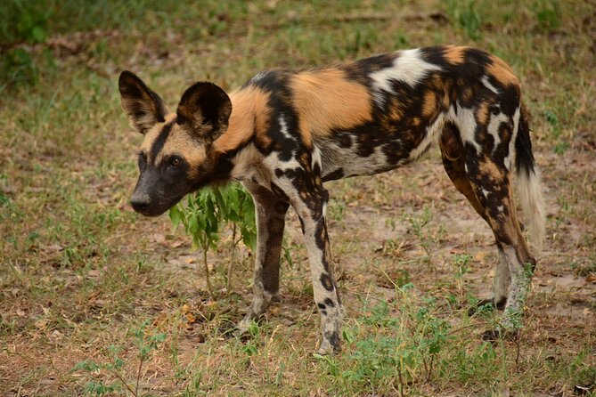 1-Day Selous (Nyerere National Park) Fly-In Safari from Zanzibar - Flying back by sunset: finishing strong, not tired