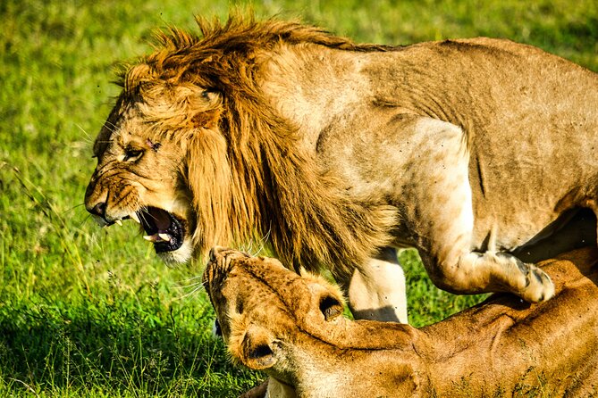 1 Day Tanzania Sharing Budget Group joining Tour to Ngorongoro - Pickup in Arusha and the Schedule That Keeps the Day Moving