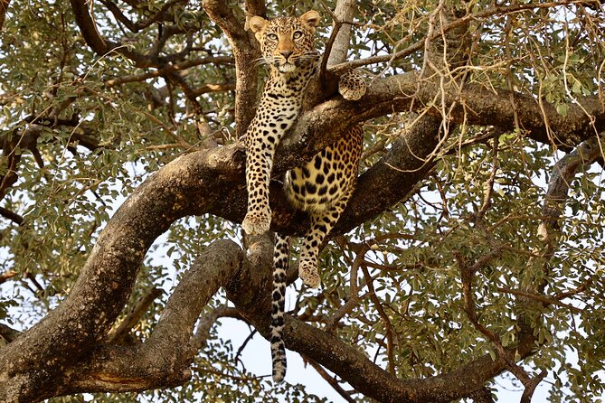 1 Day Tanzania Sharing Budget Group joining Tour to Ngorongoro - Price and Inclusions: Is $385 Good Value for Ngorongoro?