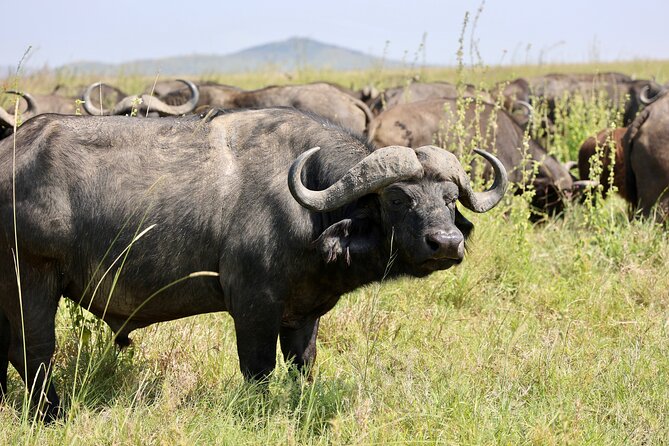 1 Day Tanzania Sharing Budget Group joining Tour to Ngorongoro - Descending Into the Crater: Wildlife Viewing That Rewards Patience
