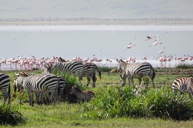 1-Day Tour to Ngorongoro Crater - Price and What the $405 Covers (and Why It Can Be Good Value)