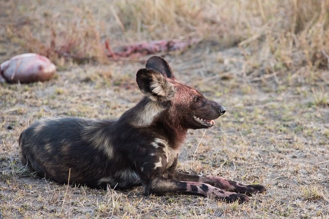 1 days Tanzania Sharing Joining group Safari - Ngorongoro Crater - Key Points You’ll Care About