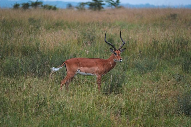 1 days Tanzania Sharing Joining group Safari - Ngorongoro Crater - Entering Ngorongoro for Your First Game Drive