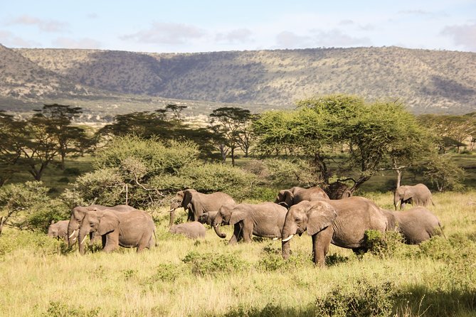 1 days Tanzania Sharing Joining group Safari - Ngorongoro Crater - Moshi vs Arusha: Morning Pickup and Drive Time Reality