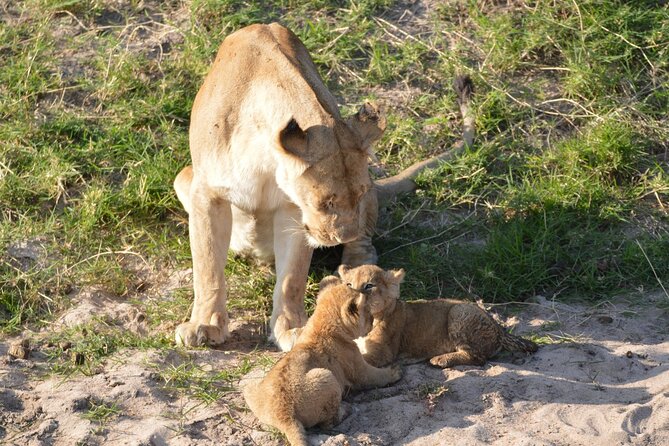 10-Day Amazing Comfort Camping Safari - Ngorongoro Conservation Area at Sunrise: Carnivores First, Brunch Second