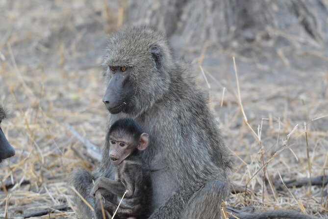10-Day Amazing Comfort Camping Safari - Tarangire Days 8 and 9: Elephants by the River and Larmaku Swamp Birds