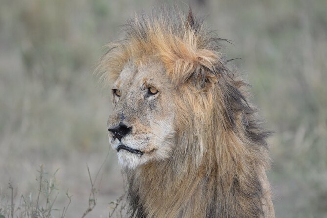 10-Day Amazing Comfort Camping Safari - Back to Arusha: Your Final Drive and Airport Drop-Off