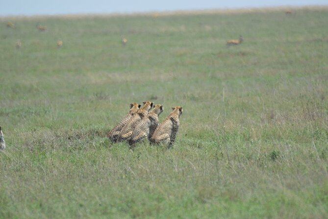 10-Day Amazing Comfort Camping Safari - Day 2 in Arusha National Park: Ranger Walks and Evening Views of Meru and Kilimanjaro