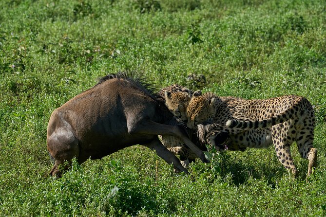 10-Day Predators Tanzania Safari Luxury Package - Day 3: Tarangire morning walking safari plus more predator search time