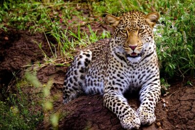 10-Day Predators Tanzania Safari Luxury Package