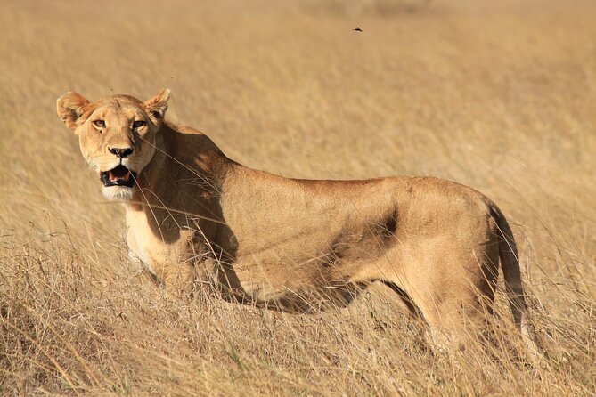 10-Day Predators Tanzania Safari Luxury Package - Days 5 and 6: Serengeti Seronera, migration country and big-cat time