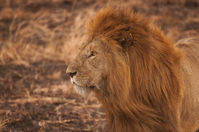 10-Day Predators Tanzania Safari Luxury Package - Day 8: Serengeti to Ngorongoro, then a camp night