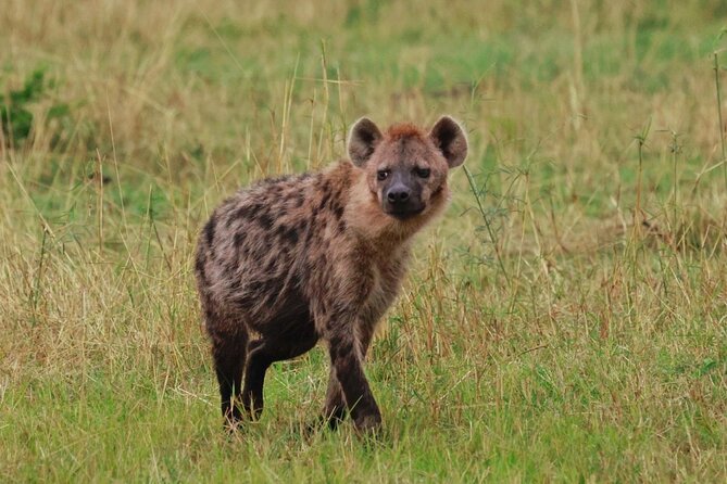 10 Day Serengeti, Ngorongoro Crater and Zanzibar Private Tour - Entering Serengeti from Arusha: the early drive and first chances