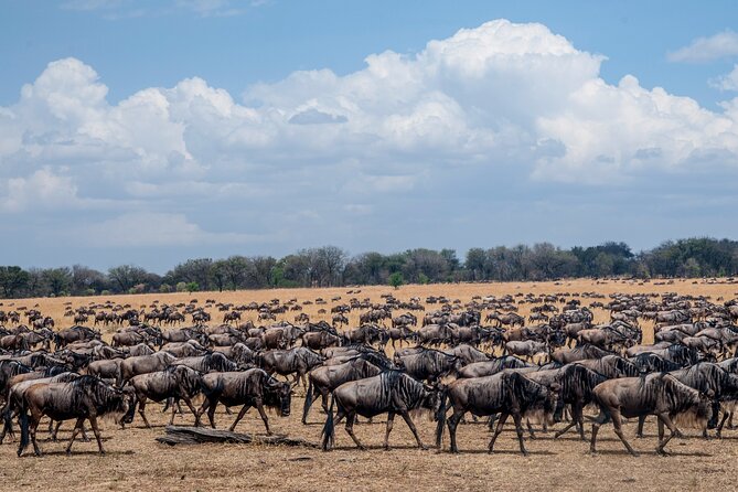 10-Day Serengeti Wildebeest Migration Safari from Arusha - First, Understand What You’re Booking: Great Migration, Not a Guaranteed Script