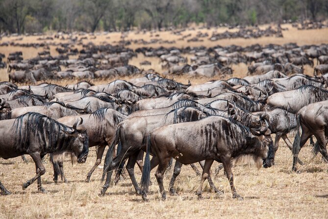 10-Day Serengeti Wildebeest Migration Safari from Arusha - Day 8: Ngorongoro Crater Early Start and That Wow-Factor Bowl