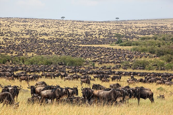10-Day Serengeti Wildebeest Migration Safari from Arusha - Day 10: Back to Arusha and Airport Transfer