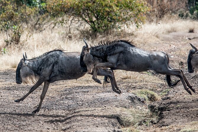 10-Day Serengeti Wildebeest Migration Safari from Arusha - Camps and Lodges: Upscale Tented Comfort Without Pretending It’s a Hotel