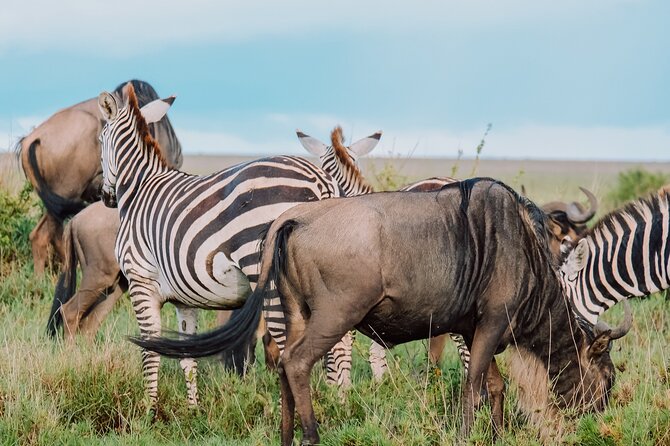 10-Day Serengeti Wildebeest Migration Safari from Arusha - Day 1 in Arusha: Arrival Day That Doesn’t Waste Time