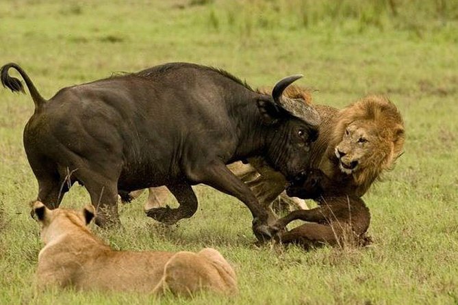10 days family safari Tanzania - Key Highlights You Should Care About