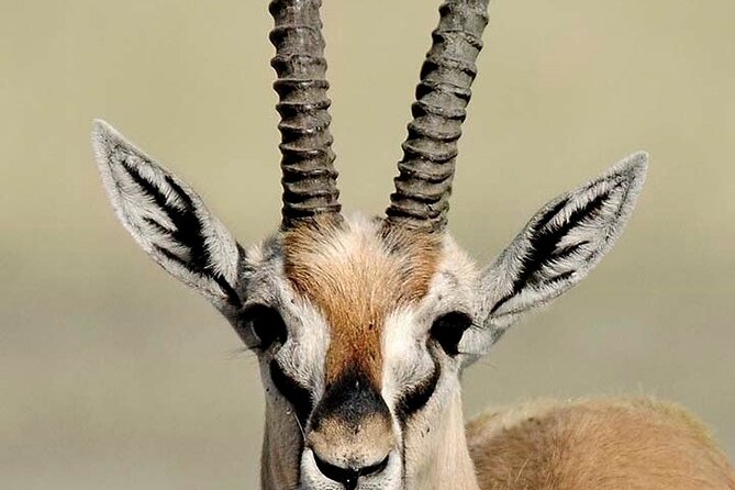 10 days family safari Tanzania - Family Safari Comfort: Private 4x4 with Roof Hatches in Northern Tanzania