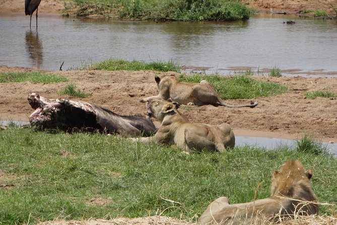 10 days Safari to Nyerere NP, Ruaha NP, Udzungwa NP and Mikumi NP + Isimila Site - Selous Game Reserve and the Great Rufiji River Boat Safari