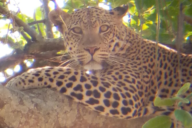 10 days Safari to Nyerere NP, Ruaha NP, Udzungwa NP and Mikumi NP + Isimila Site - Ruaha National Park from Hilltop Lodging: Lions, Kopjes, and Water