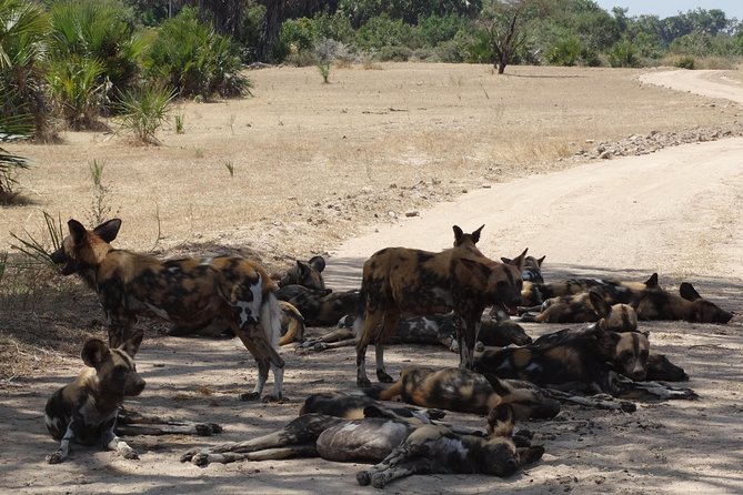 10 days Safari to Nyerere NP, Ruaha NP, Udzungwa NP and Mikumi NP + Isimila Site - Isimila Stone Age Site: Fossils, Tools, and a Canyon Walk