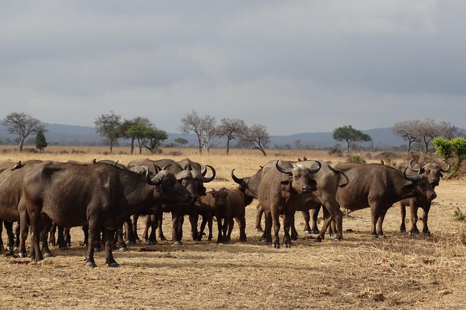 10 days Safari to Nyerere NP, Ruaha NP, Udzungwa NP and Mikumi NP + Isimila Site - Mikumi National Park and the Mkata Floodplain: Big Open Views and Birdlife