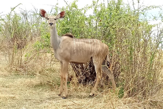 10 days Safari to Nyerere NP, Ruaha NP, Udzungwa NP and Mikumi NP + Isimila Site - Full-Day 4x4 Game Drives in Selous: Photo Angles and Big-Reserve Variety