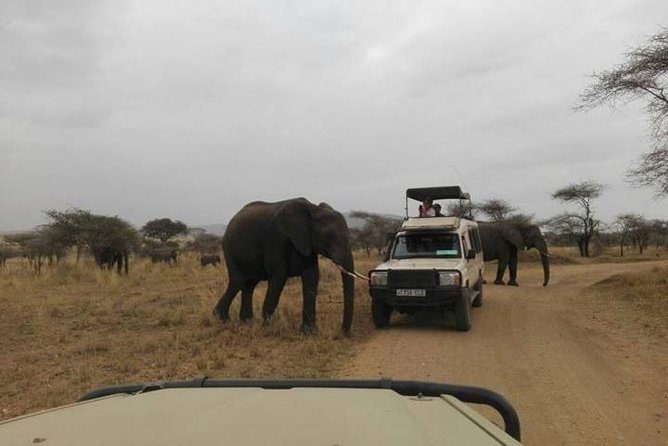 12 Days Amazing Tanzania Wildlife and Cultural Experience - Northern Tanzania in 12 Days, and why the route makes sense