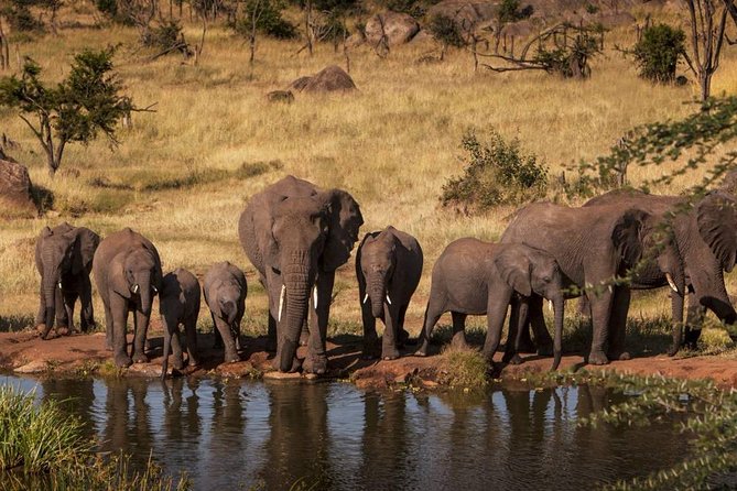 12 Days Amazing Tanzania Wildlife and Cultural Experience - Arusha arrival and your options on day one
