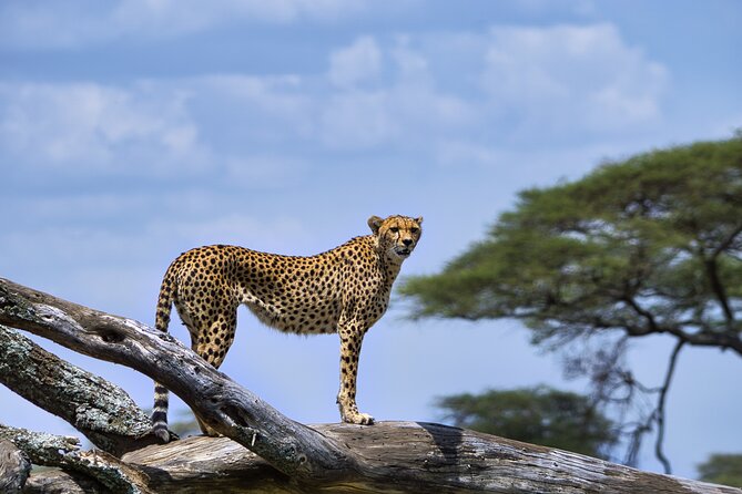 12 days Luxury Tanzania Honeymoon Safari and Zanzibar - Day 6 Ngorongoro Crater: One Bowl, Many Species
