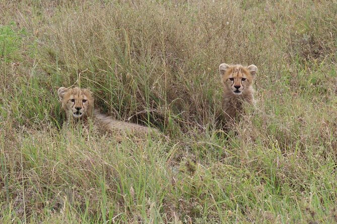 12 Days Safari Tour around Mt Kilimanjaro off the beaten - Mkomazi National Park: African wild dogs, black rhino odds, and a bird-heavy day