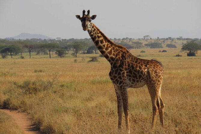 12 Days Safari Tour around Mt Kilimanjaro off the beaten - Back through Moshi: a reset day that keeps the safari human