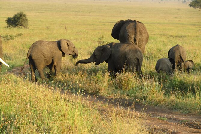 12 Days Safari Tour around Mt Kilimanjaro off the beaten - Serengeti via Klens Gate: big cats, Great Migration country, and rift valley views