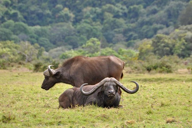 13 Days Adventure in Tanzania - Trekking and Wildlife Safari - One Trip, Two Wild Worlds: Safari Days and Kilimanjaro Work