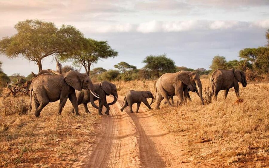 2 DAY-ADVENTURE SAFARI IN TANZANIA - Chasing wildebeest and the Great Migration vibe