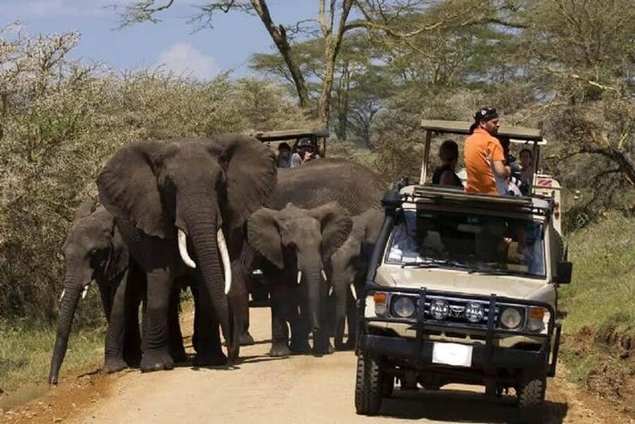 2 DAY-ADVENTURE SAFARI IN TANZANIA - Day 2: Ngorongoro Crater, the Big Five concentration challenge