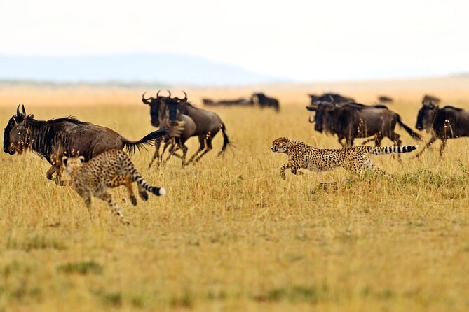 2 Day Budget Safari in Tarangire and Ngorongoro From Arusha - Day 1 in Tarangire: Elephants, Baobabs, and That Dry-Season Focus