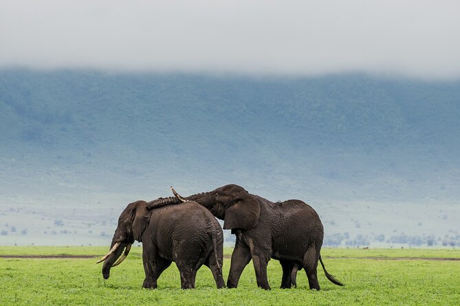 2 Day Budget Safari in Tarangire and Ngorongoro From Arusha - Meals and Timing: What’s Included, and What You Should Confirm