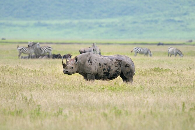 2 Day Budget Safari in Tarangire and Ngorongoro From Arusha - Price and Value: Is $500 a Fair Deal for This Route?
