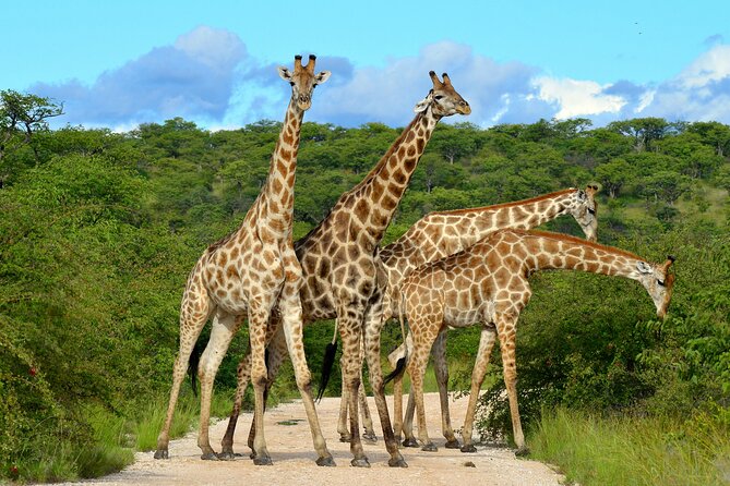 2 Day Budget Safari in Tarangire and Ngorongoro From Arusha - Day 2 in Ngorongoro: Descending Into a Crater Built for Wildlife