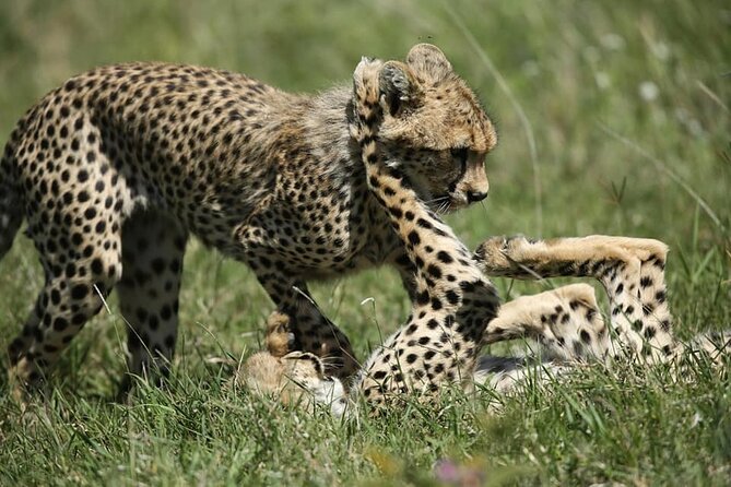 2-Day Private Guided Tour to Tarangire and Ngorongoro - Price and Value for a Private 2-Day Safari
