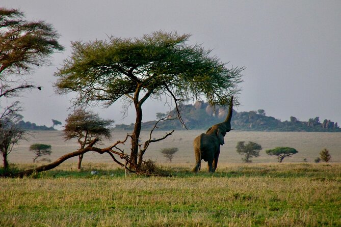 2-Day Private Guided Tour to Tarangire and Ngorongoro - Practical Tips for a Smooth Safari Start in Arusha