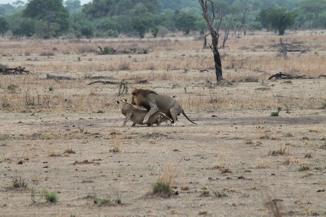 2-Day Private Mikumi National Park Tour with Pickup - Key Things That Make This Tour Worth Your Time