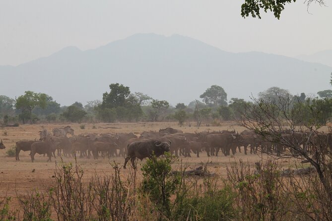 2-Day Private Mikumi National Park Tour with Pickup - Starting at 6:00 am: The Timing That Drives the Safari Magic