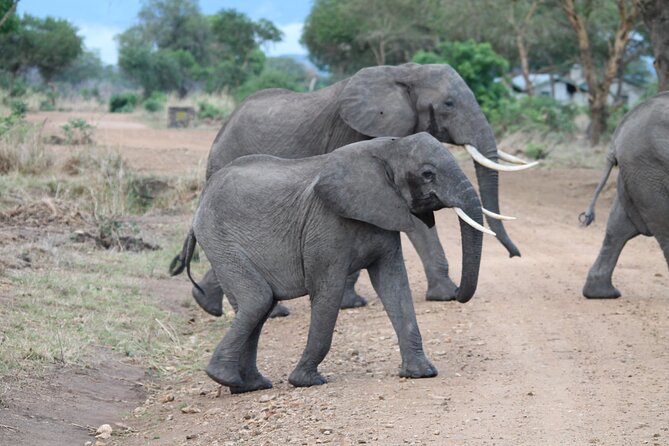 2-Day Private Mikumi National Park Tour with Pickup - Morogoro and the Uluguru Mountains Lunch Break: A Mental Reset