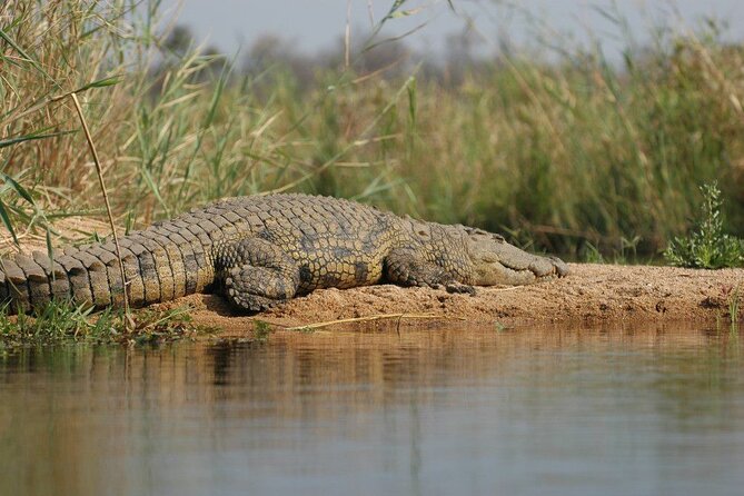 2-Day Private Mikumi National Park Tour with Pickup - Return to Dar es Salaam: Plan for a Finish That Feels Faster